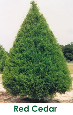 red cedar trees