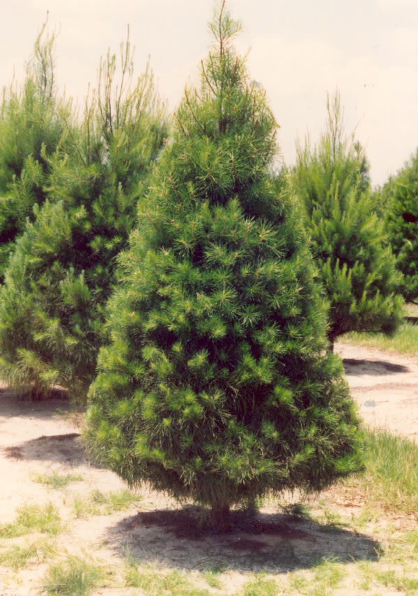 florida christmas tree association florida christmas tree association