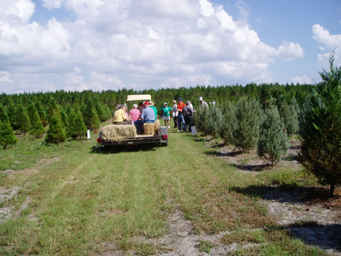 christmas tree farms florida photo albums fabulous homes christmas tree farms florida photo albums fabulous homes